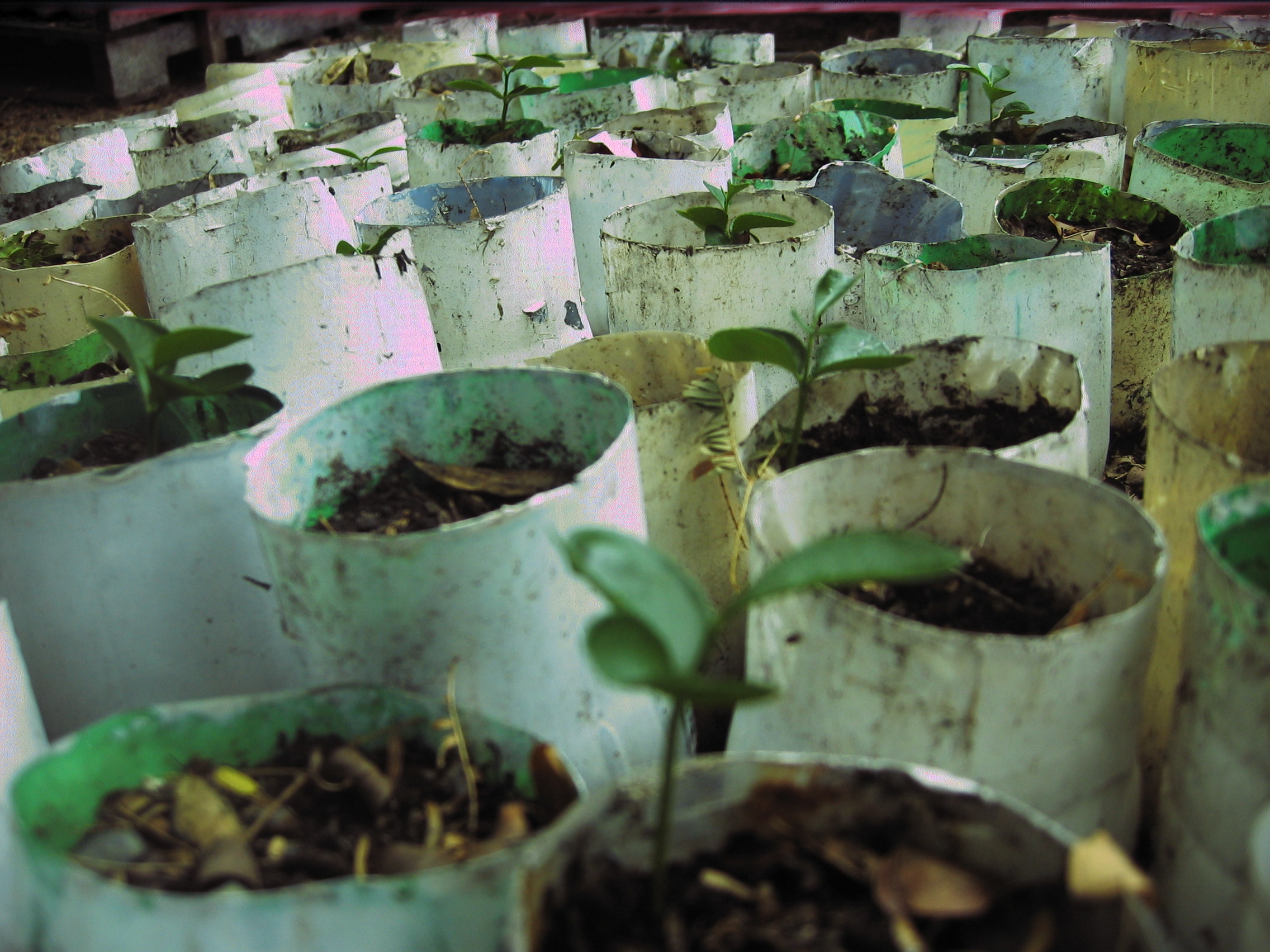 Experimental Gardens and Tree Nursery