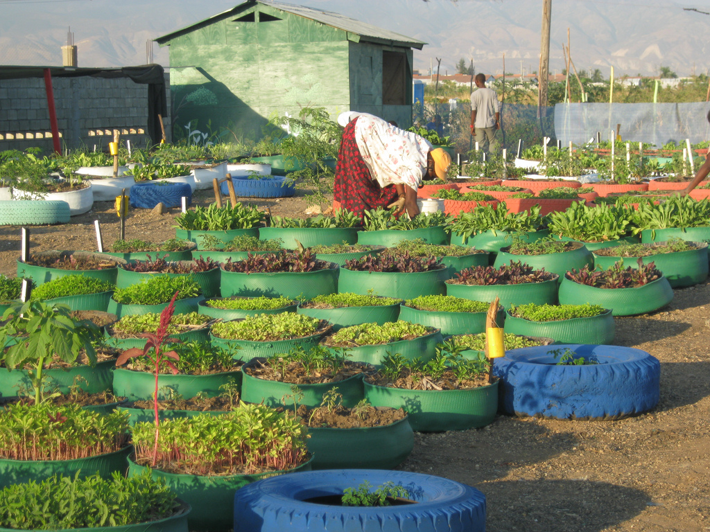 Experimental Gardens and Tree Nursery