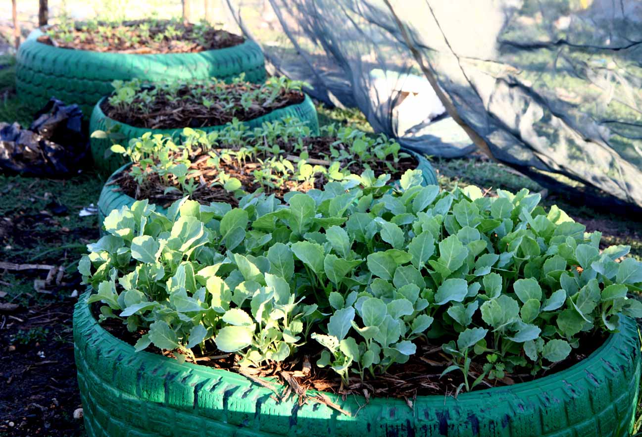 Experimental Gardens and Tree Nursery