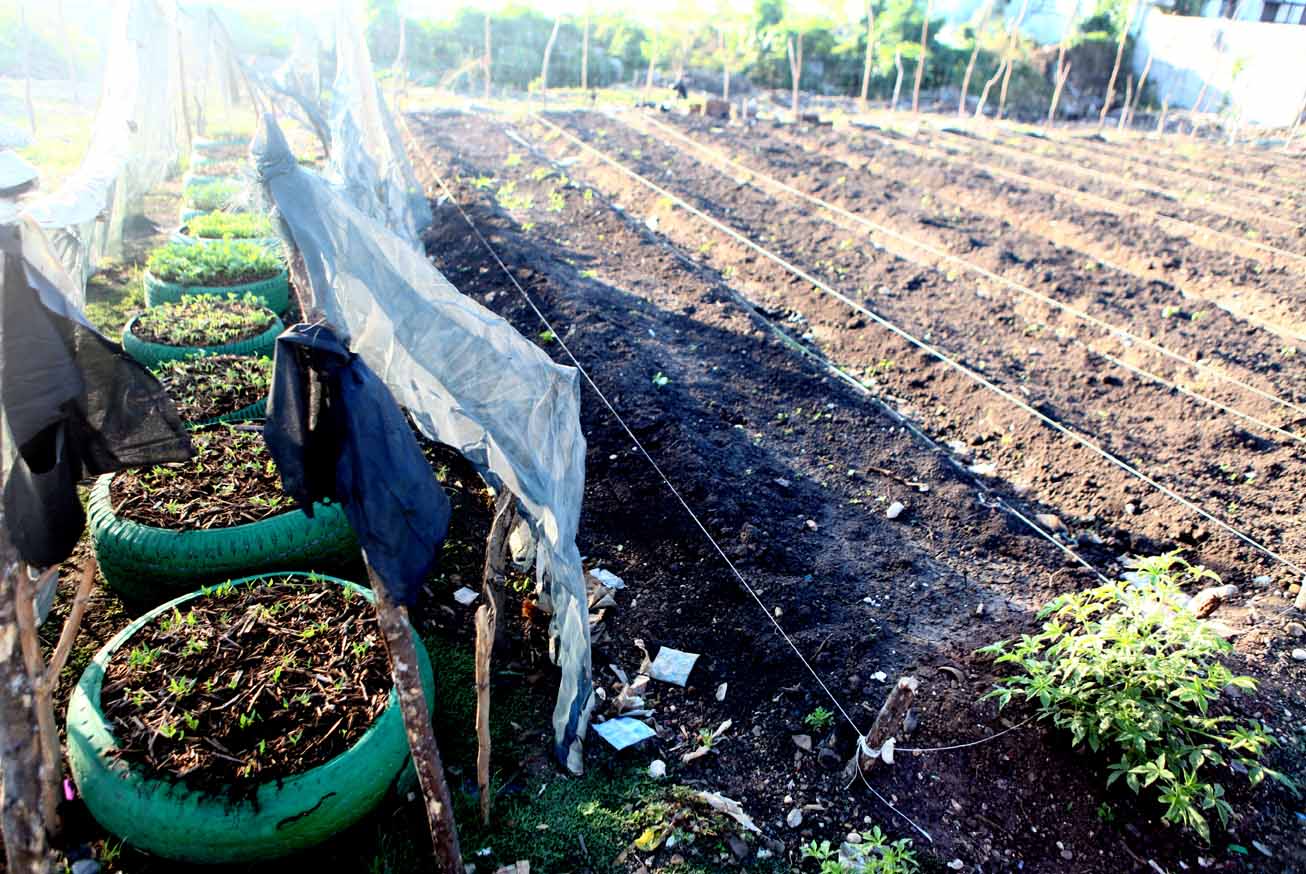 Experimental Gardens and Tree Nursery