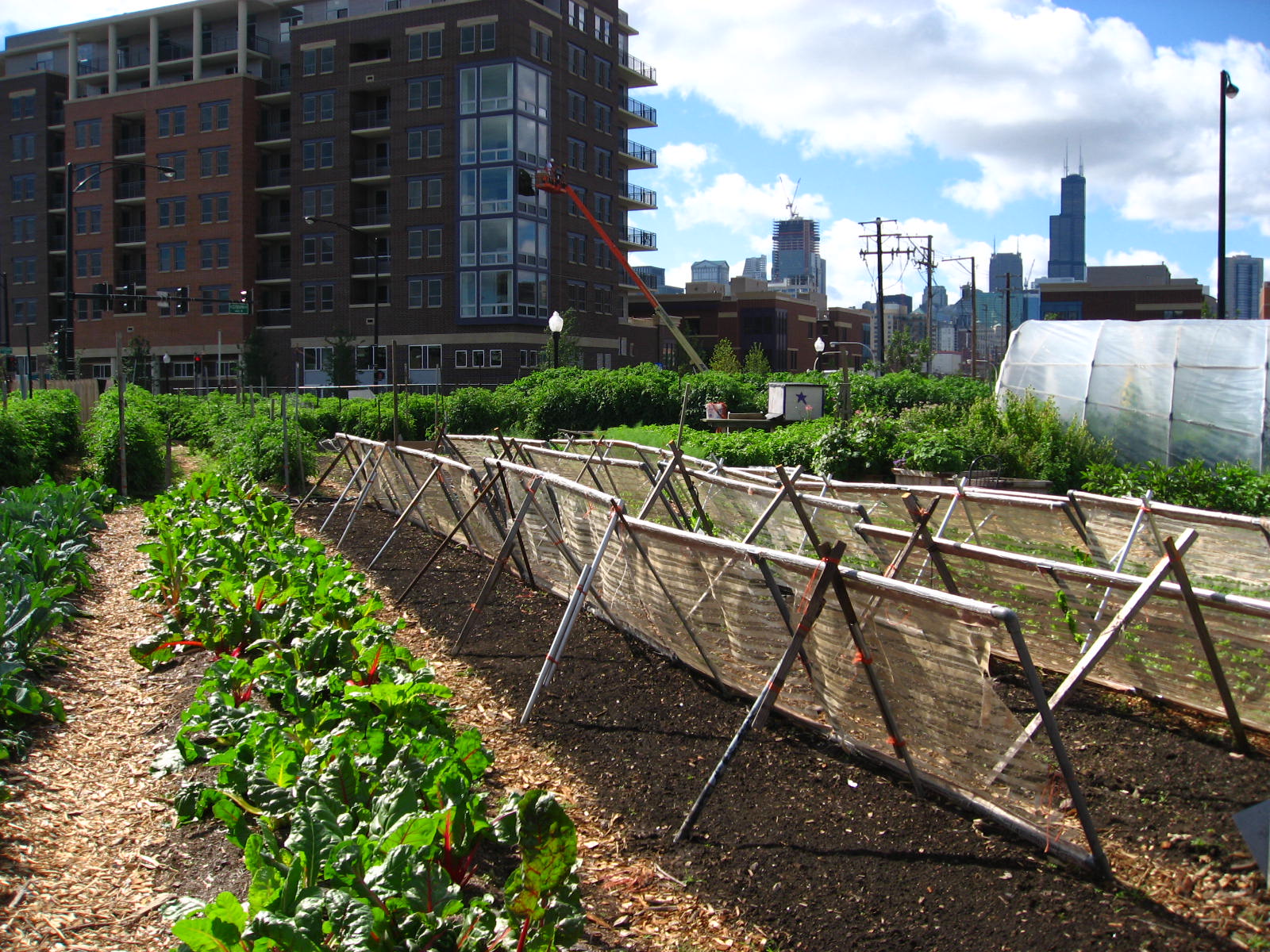 Urban agriculture in Chicago