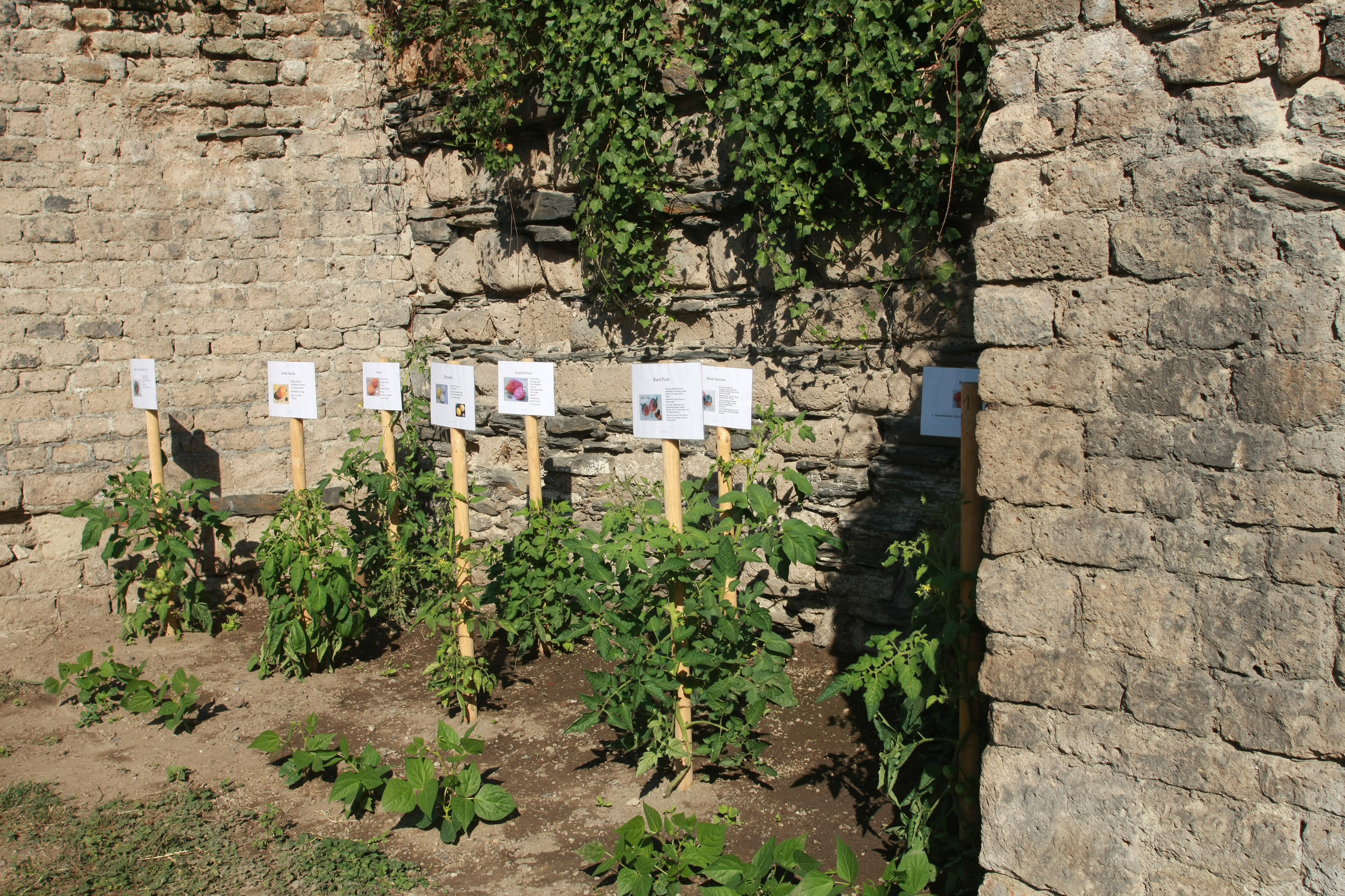 Tomato plant