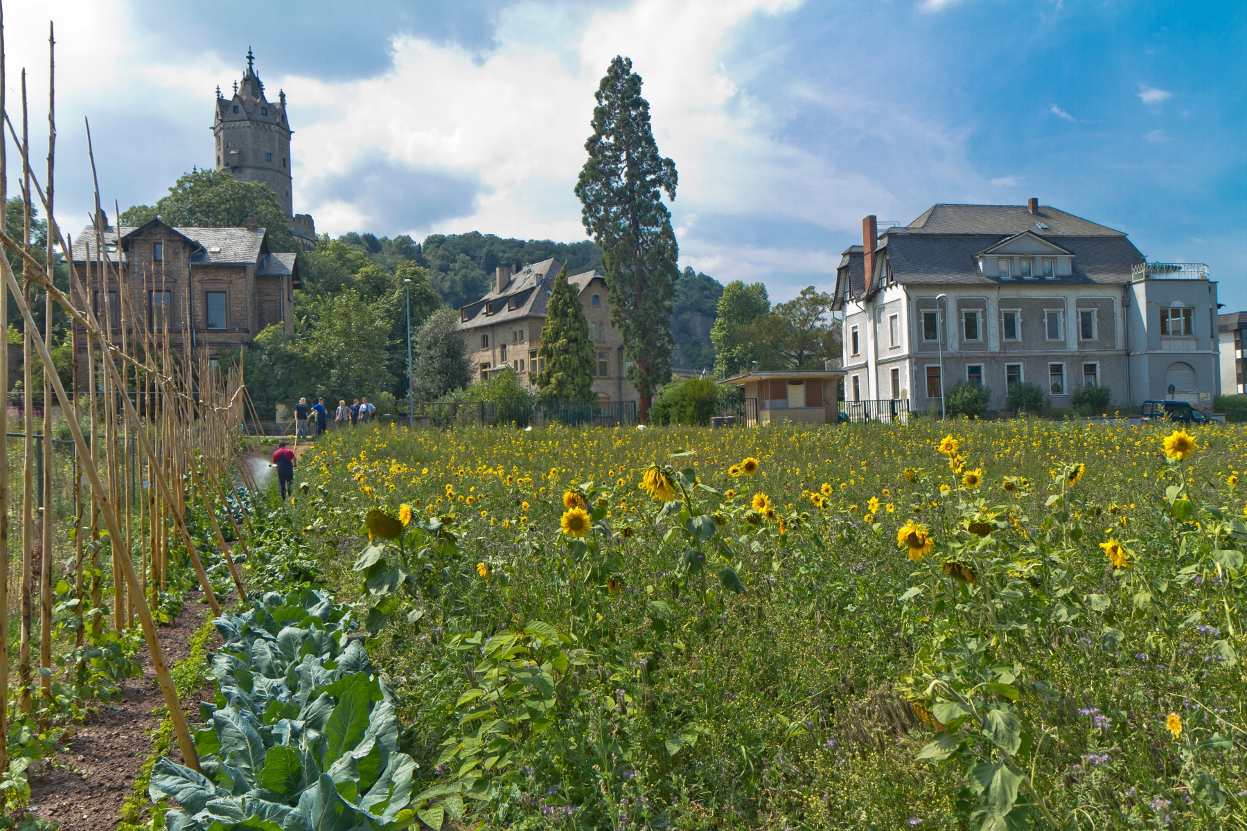 Promoting diversity among useful plants