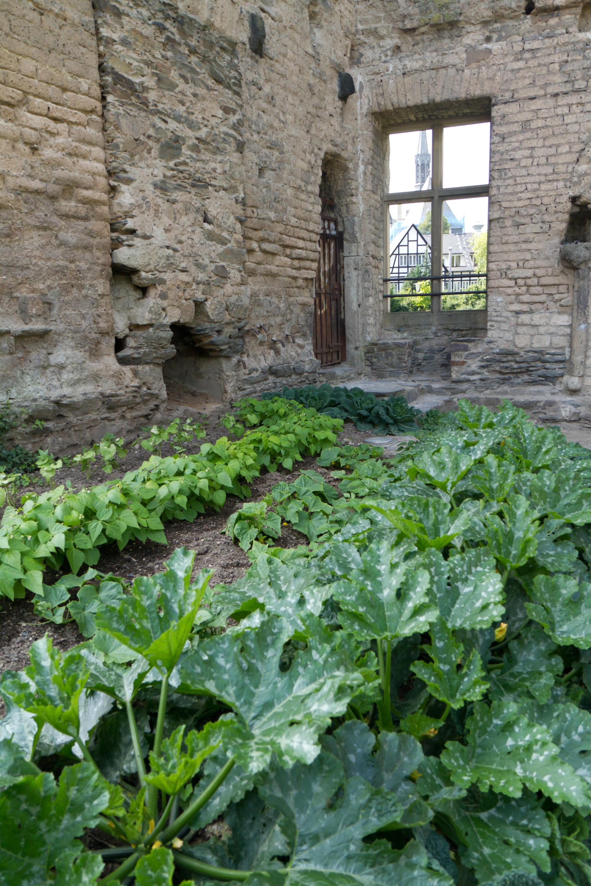 Zucchini and green beans plants