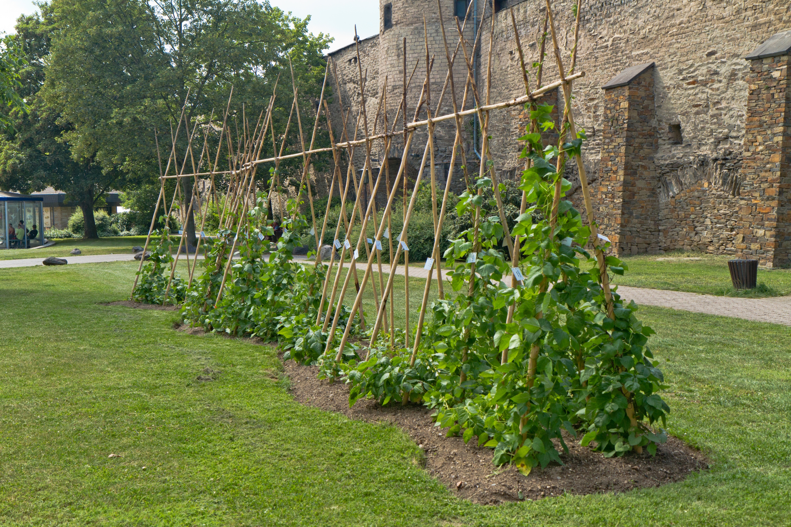 Diversity in design with climbing plants