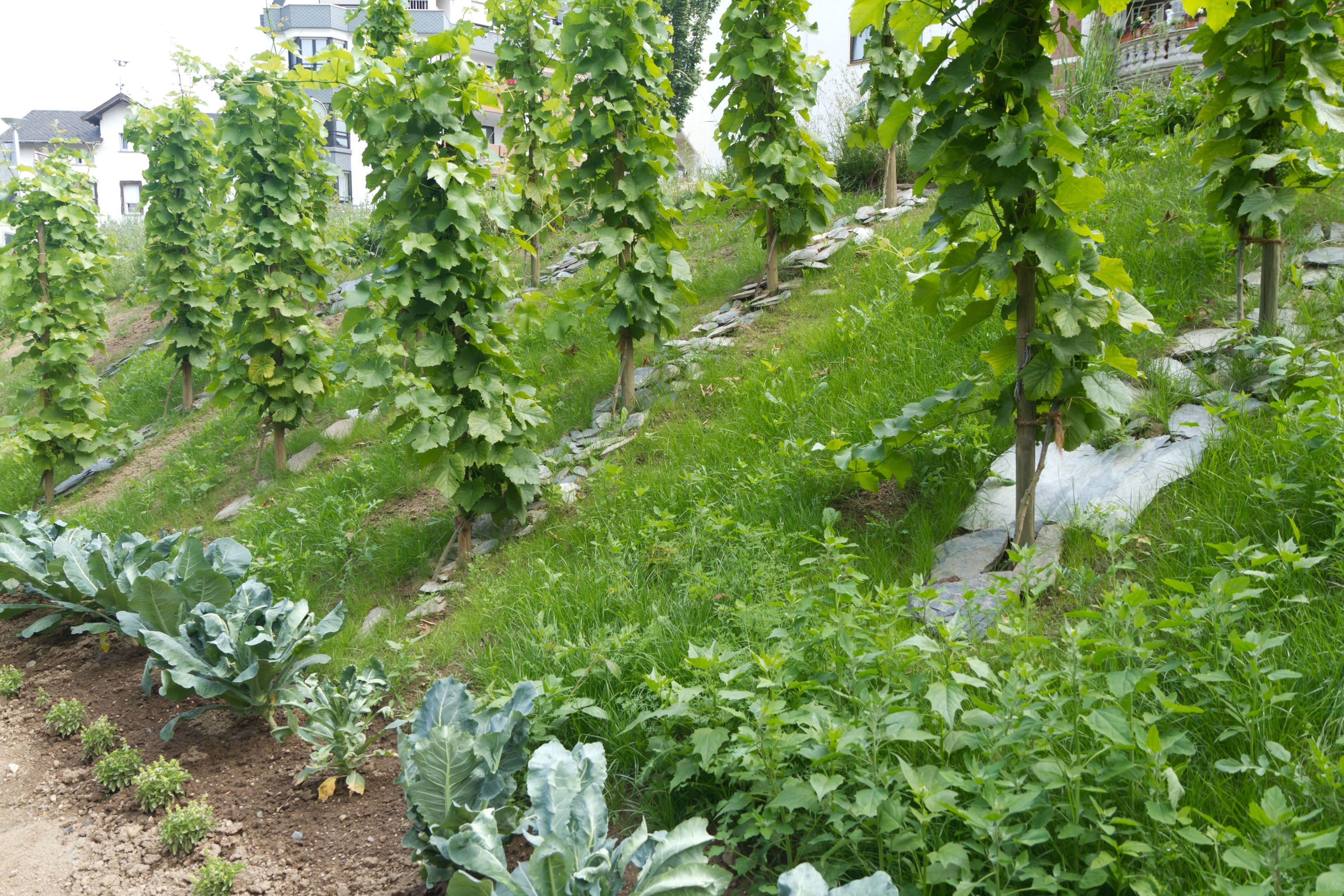 Greening alleys by planting crops