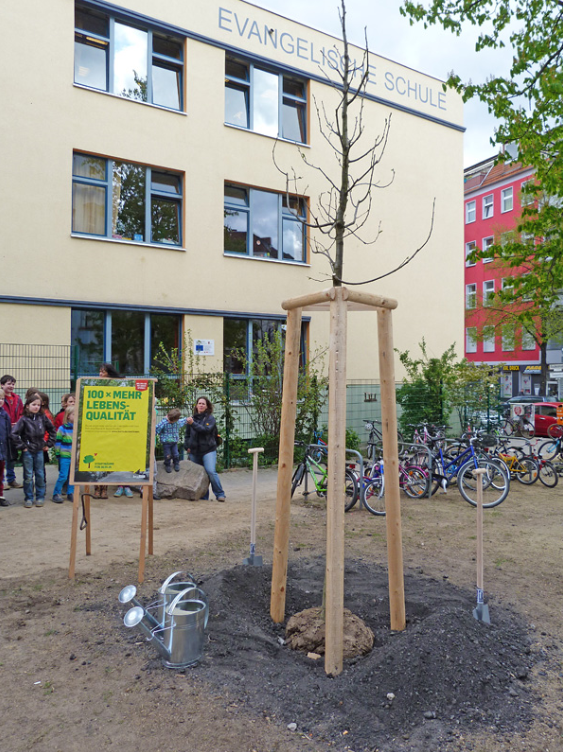 Planted Sweet Chestnut