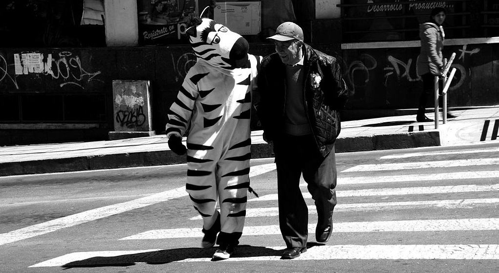 La Paz Road Zebras: A Citizen Culture Project, La Paz, Bolivia