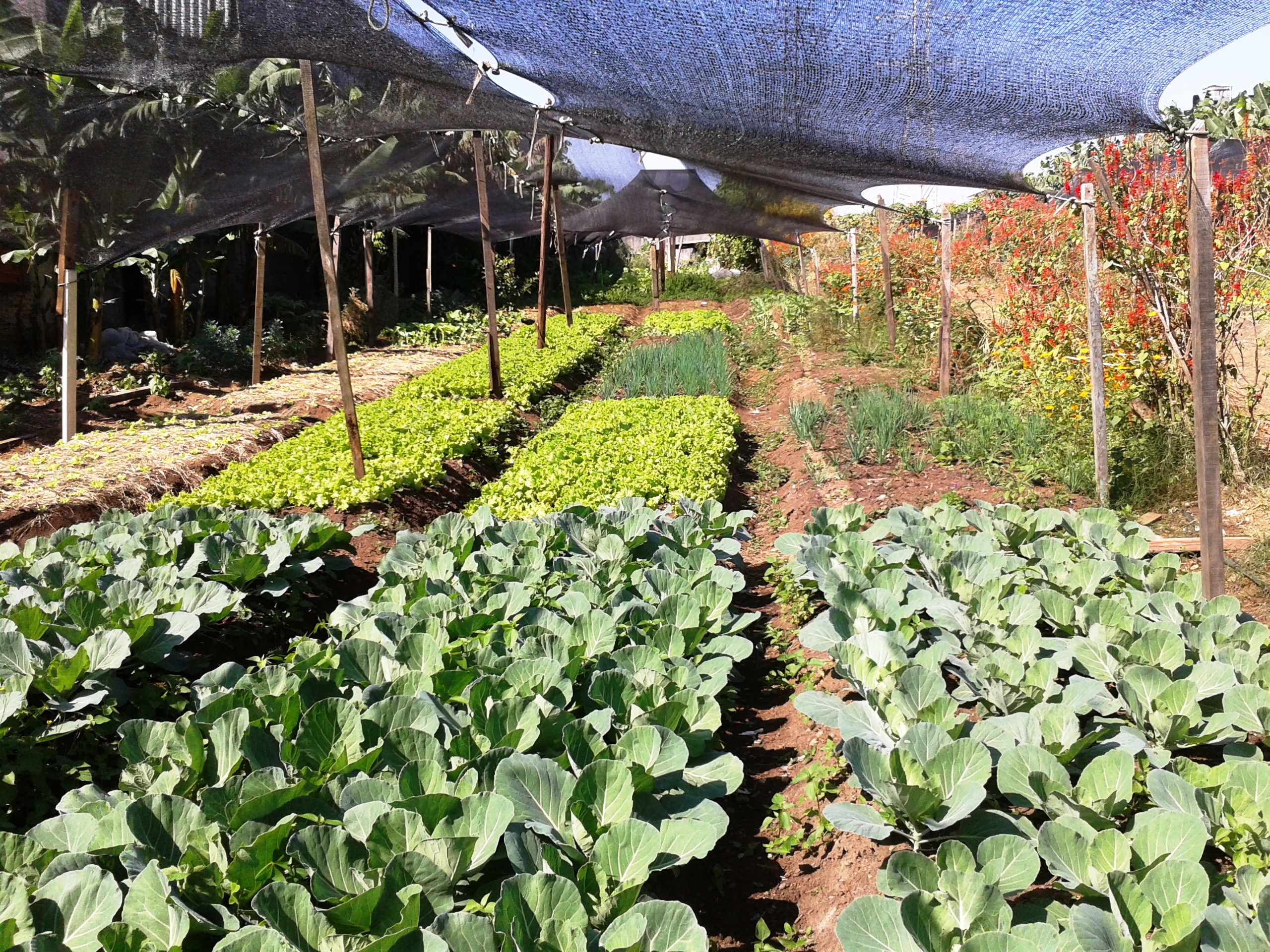 Community Gardens