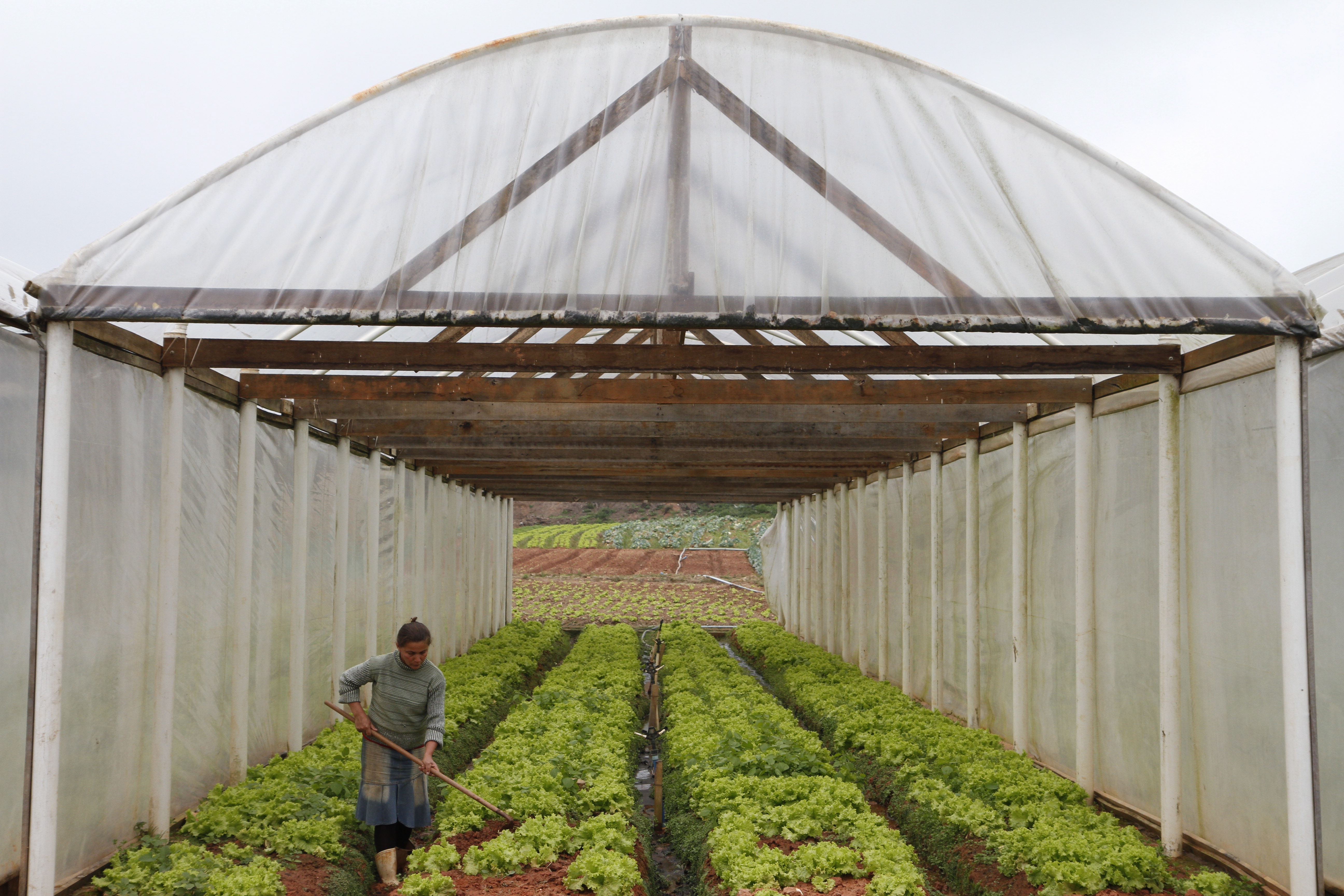 Green House
