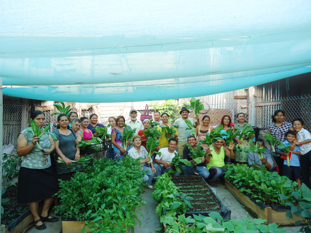 Cooperative’s urban gardens