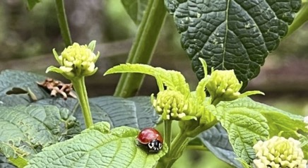 Ladybug