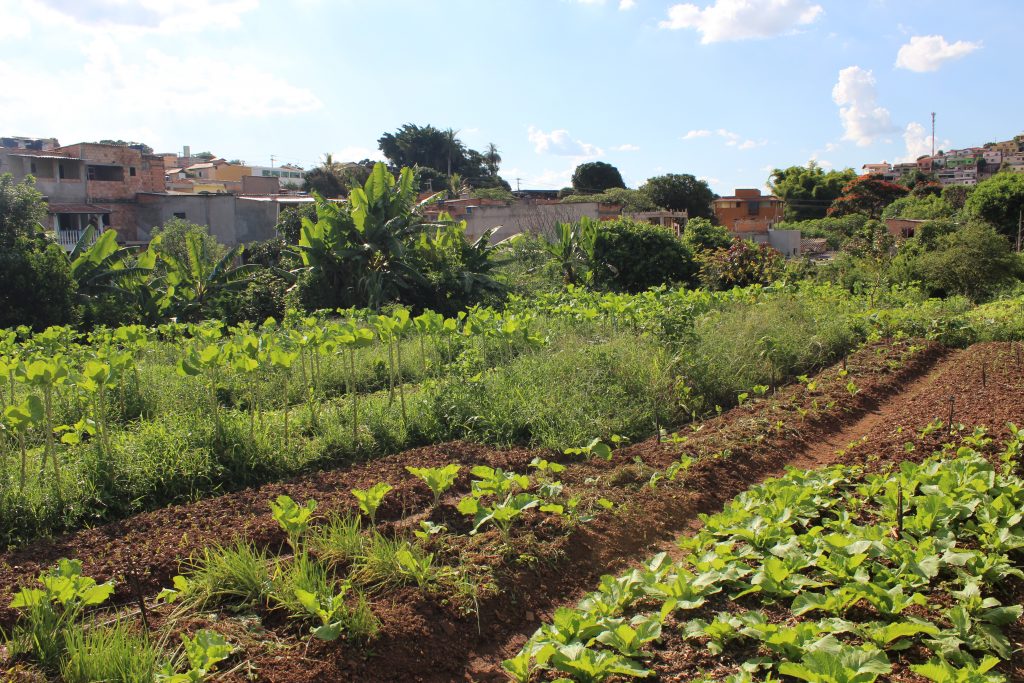 Agroforestry in Belo Horizonte