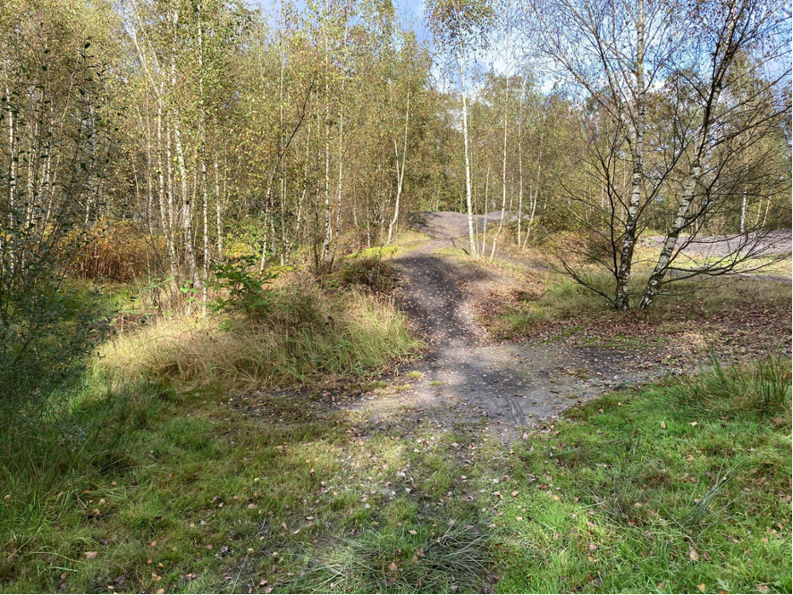 Industrial Forest Project Ruhr area