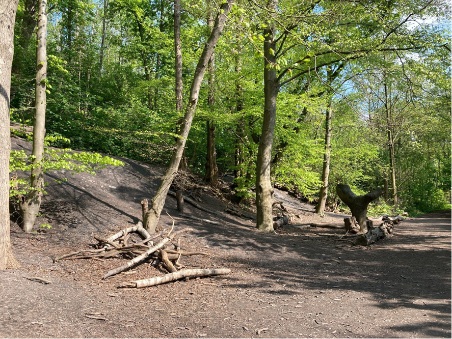 Industrial Forest Project Ruhr area