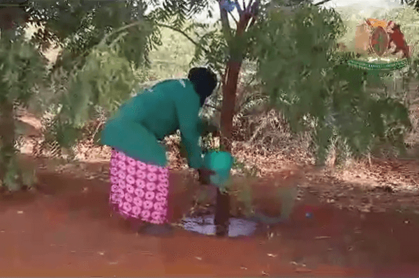 Mandera Municipality Greening Program