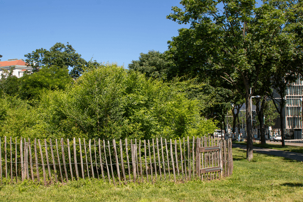Vienna’s mini forests join USE as a new climate adaptation case study