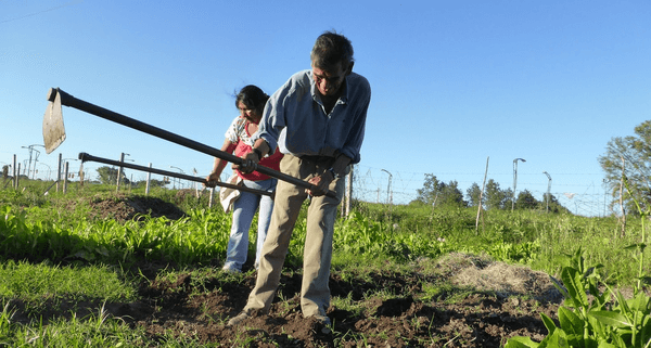 Urban Agriculture Programme (UAP)