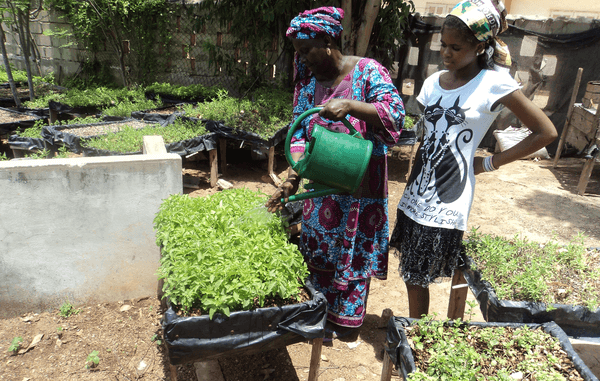 Micro-Gardens in Dakar